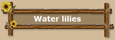 Water lilies
